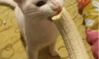 猫能吃什么水果 猫能不能吃香蕉